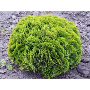 "Tuia globuară Danica 20-25 cm în ghiveci mare"