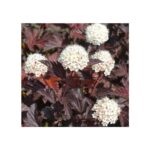 "Physocarpus opulifolius Red Baron 25-35 cm"