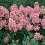"Hortensie roz-roșiatică Early Sensation 15-20 cm"
