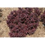 "Dracila purpurie pitică Berberis Concorde 10-20 cm"