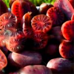 "Kiwi purpuriu Purpurna Sadowa 25-40 cm"