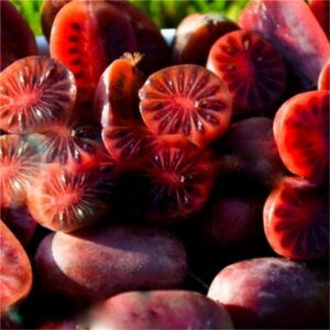 "Kiwi purpuriu Purpurna Sadowa 25-40 cm"