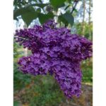 "Liliac mov închis Buddleja Black Knight 10-15 cm"