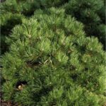 "Pin negru Pinus nigra 15-30 cm"
