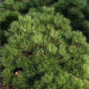 "Pin negru Pinus nigra 15-30 cm"