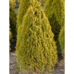 "Tuia Smarald Auriu 20-30 cm"