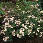 "Trandafir târâtor roz Rosa Nozomi 20-25 cm"