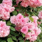 "Trandafir roz Rosa Pink 20-25 cm"