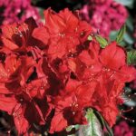 "Rhododendron Doloroso Azalee japoneză 20-25 cm"