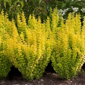 "Dracila aurie Berberis Goldalita 15-25 cm"