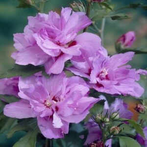 "Hibiscus mov Ardens 30 cm"