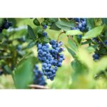 "Afin Elizabeth pe rod"