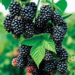 "Mur fără spini Rubus Black Satin"