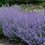 "Mentă Pisicii Albastră Nepeta Faassenii Purrsian Blue"