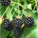 "Mur fără ghimpi Rubus Thornless"