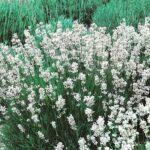 "Lavanda albă Arctic Snow"