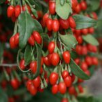 "Goji Uriaș Korean"