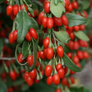 "Goji Uriaș Korean"