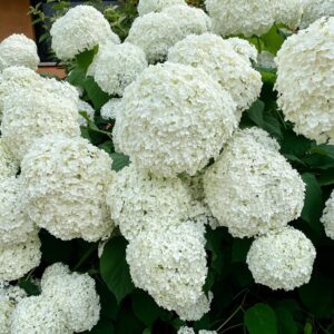 "Hortensie albă de pădure Annabelle"