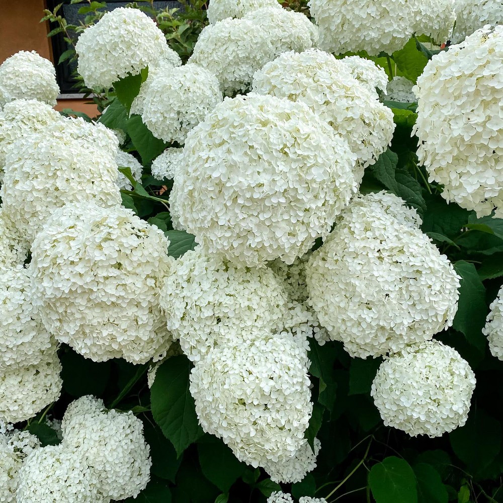 "Hortensie albă de pădure Annabelle"