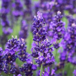 "Lavanda Hidcote"