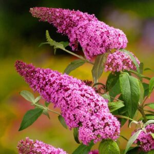 "Liliac Roz Buddleja Davidii Pink Cascade"