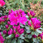 "Rhododendron Roz-Violet Purpurtraum de 25-35cm"