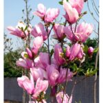 "Magnolie George Henry Kern"