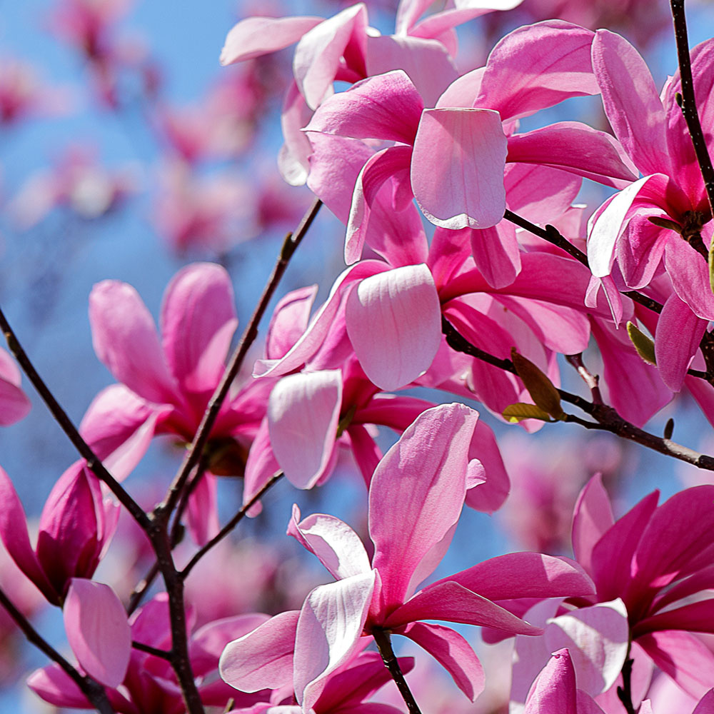 "Magnolia Ann de 30-40 cm"