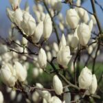 "Magnolia Soulangeana Albă Superba"