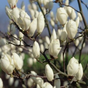 "Magnolia Soulangeana Albă Superba"