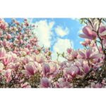 "Magnolia Soulangeana"