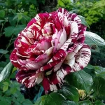 "Trandafir Teahibrid 'Abra'"