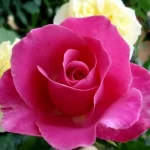 "Trandafir Teahibrid 'Caprice'"