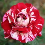 "Trandafir Teahibrid Julio Iglesias"