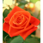 "Trandafir Teahibrid 'Monika'"