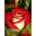 "Trandafir Teahibrid 'Osiria'"