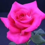 "Trandafir Teahibrid 'Ravel'"