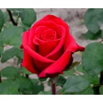 "Trandafir Teahibrid 'Red Berlin'"