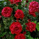 "Trandafir Teahibrid 'Red Intuition'"