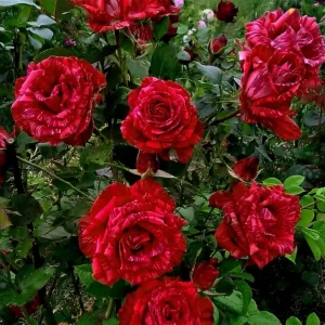 "Trandafir Teahibrid 'Red Intuition'"