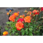 "Trandafir Teahibrid 'Rumba'"