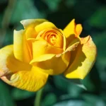 "Trandafir Urcător Sutters Gold"