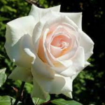 "Trandafir Urcător 'Swan Lake'"