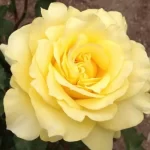 "Trandafir Teahibrid 'Vanilla'"