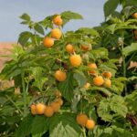 "Zmeur Galben Golden Queen"