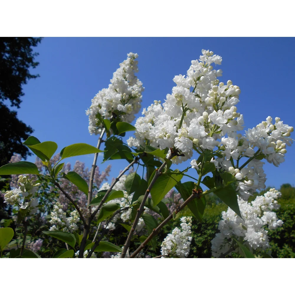 "Physocarpus 'Luteus'"