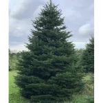 "Brad Nordmann de 50-65 cm la ghiveci de 2L"