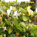 "Caprifoi (Lonicera Japonica 'Aureovariegata') de 30-40 cm la ghiveci de 2L"