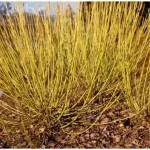 "Cornus Stolonifera de 40-45 cm la ghiveci de 2L"